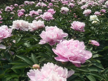 白芍種子基地批發
